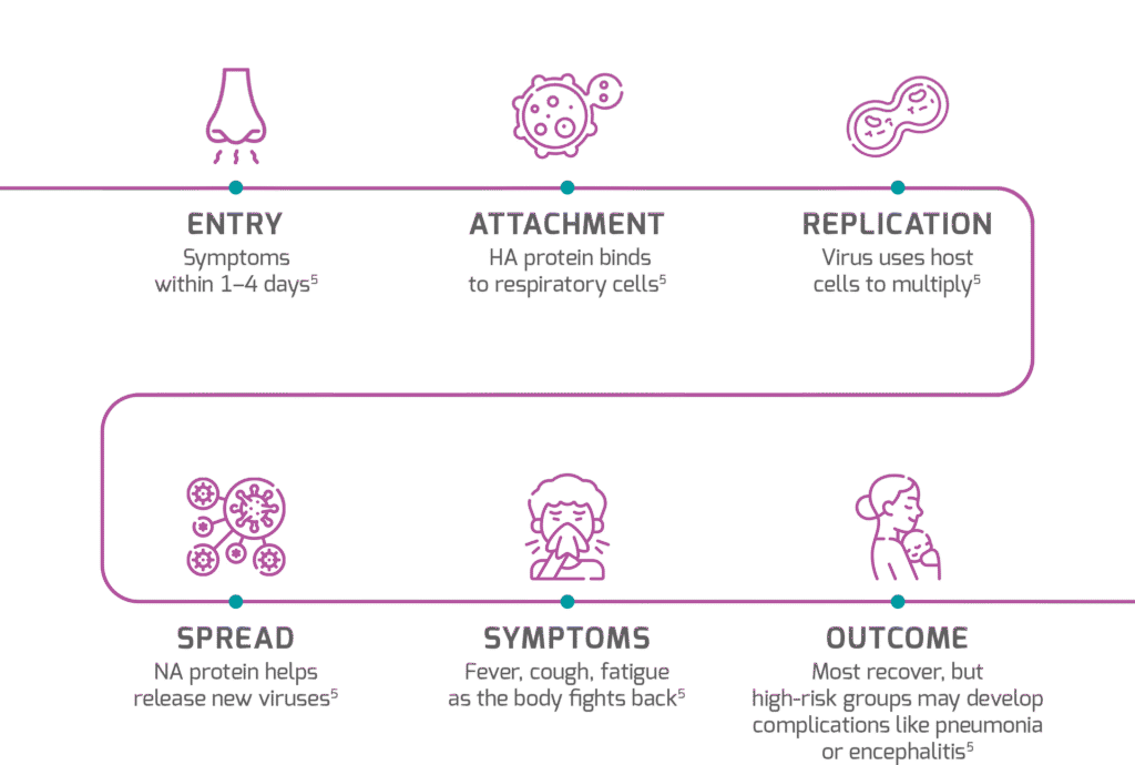 how does flu enter the body e1750766164811 1024x690 (1)